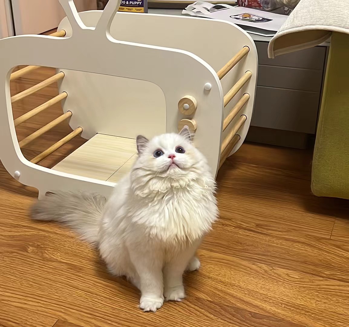 铁蛋