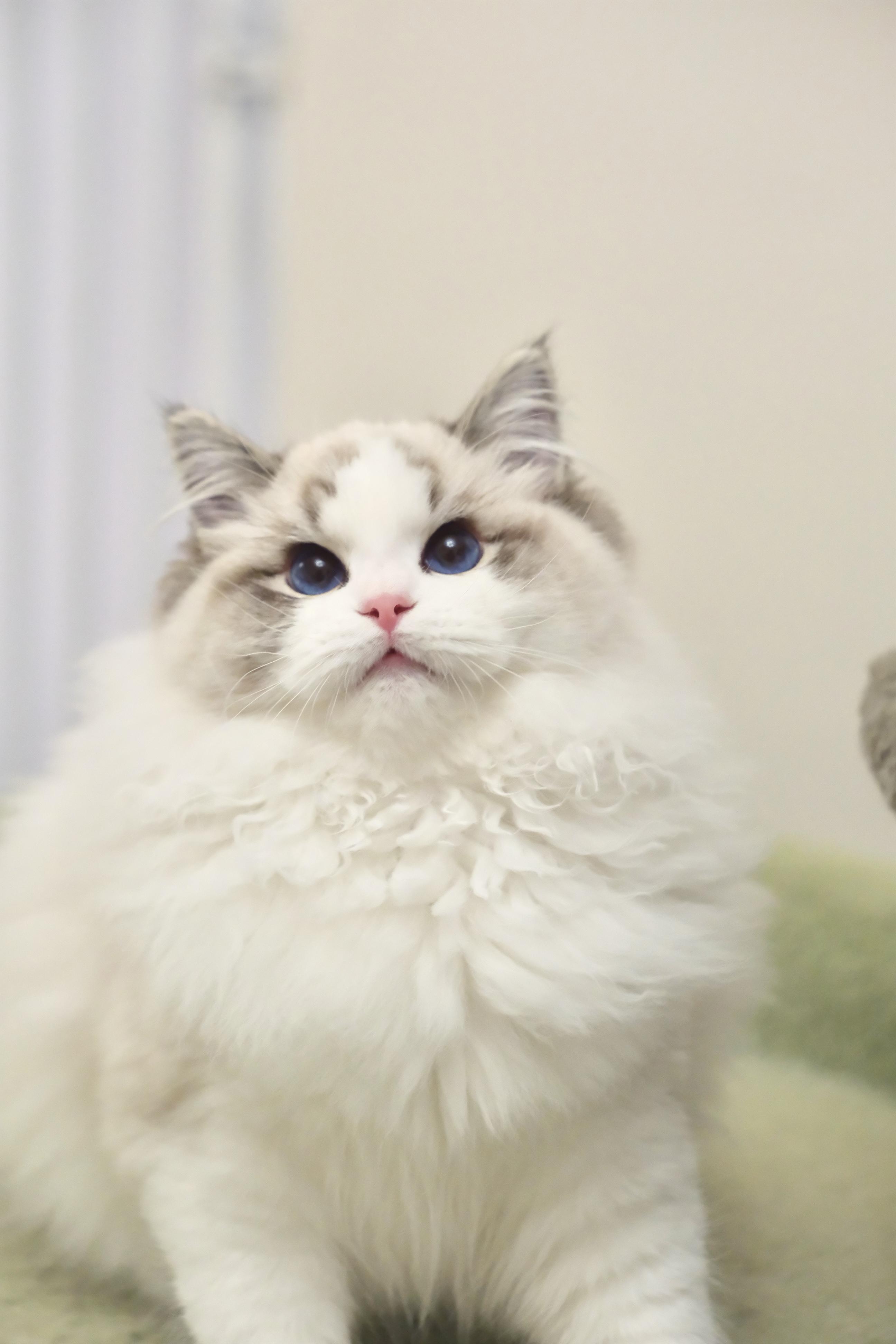 稳稳（多多蓝）