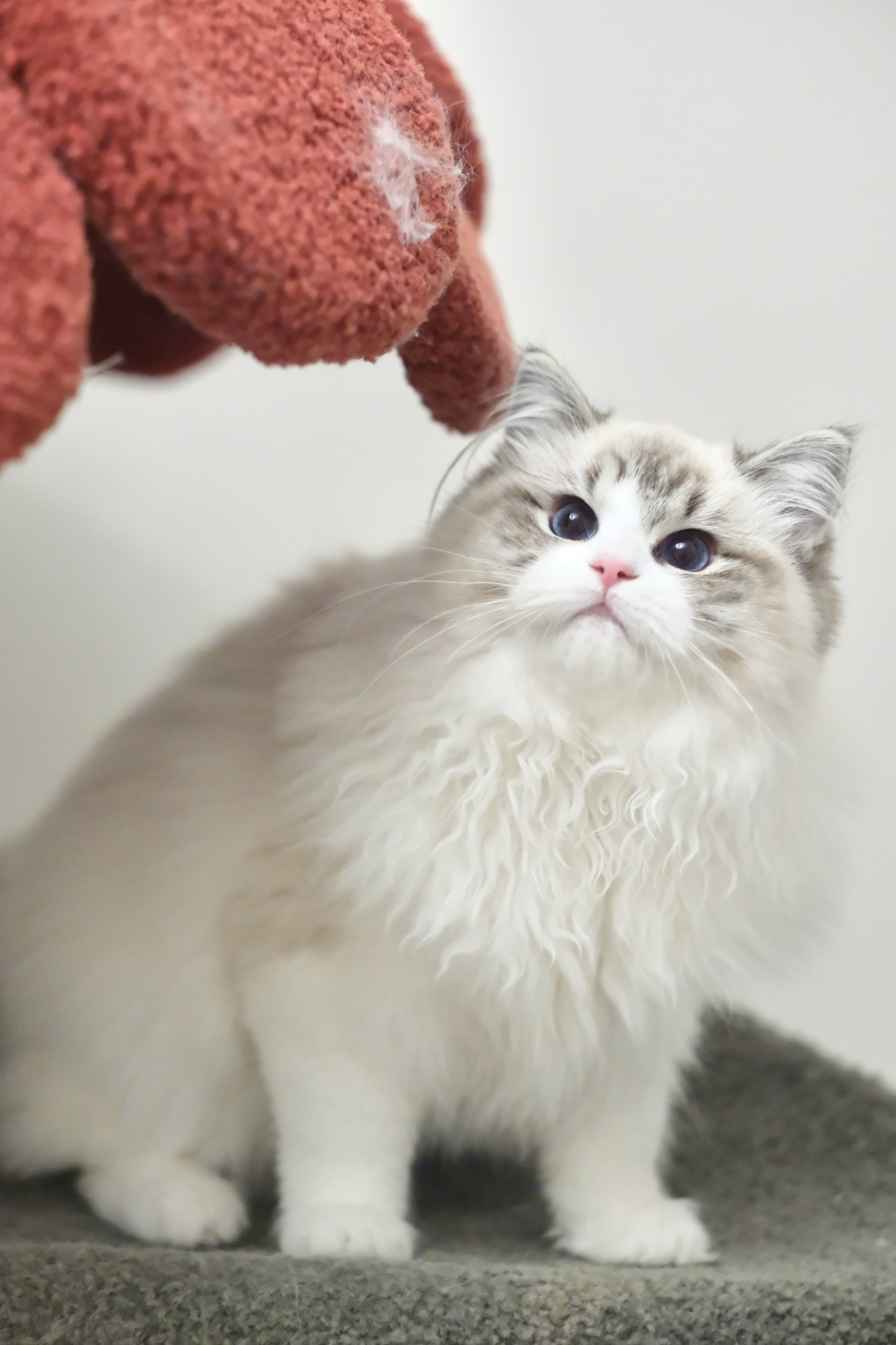 当当（多多红）