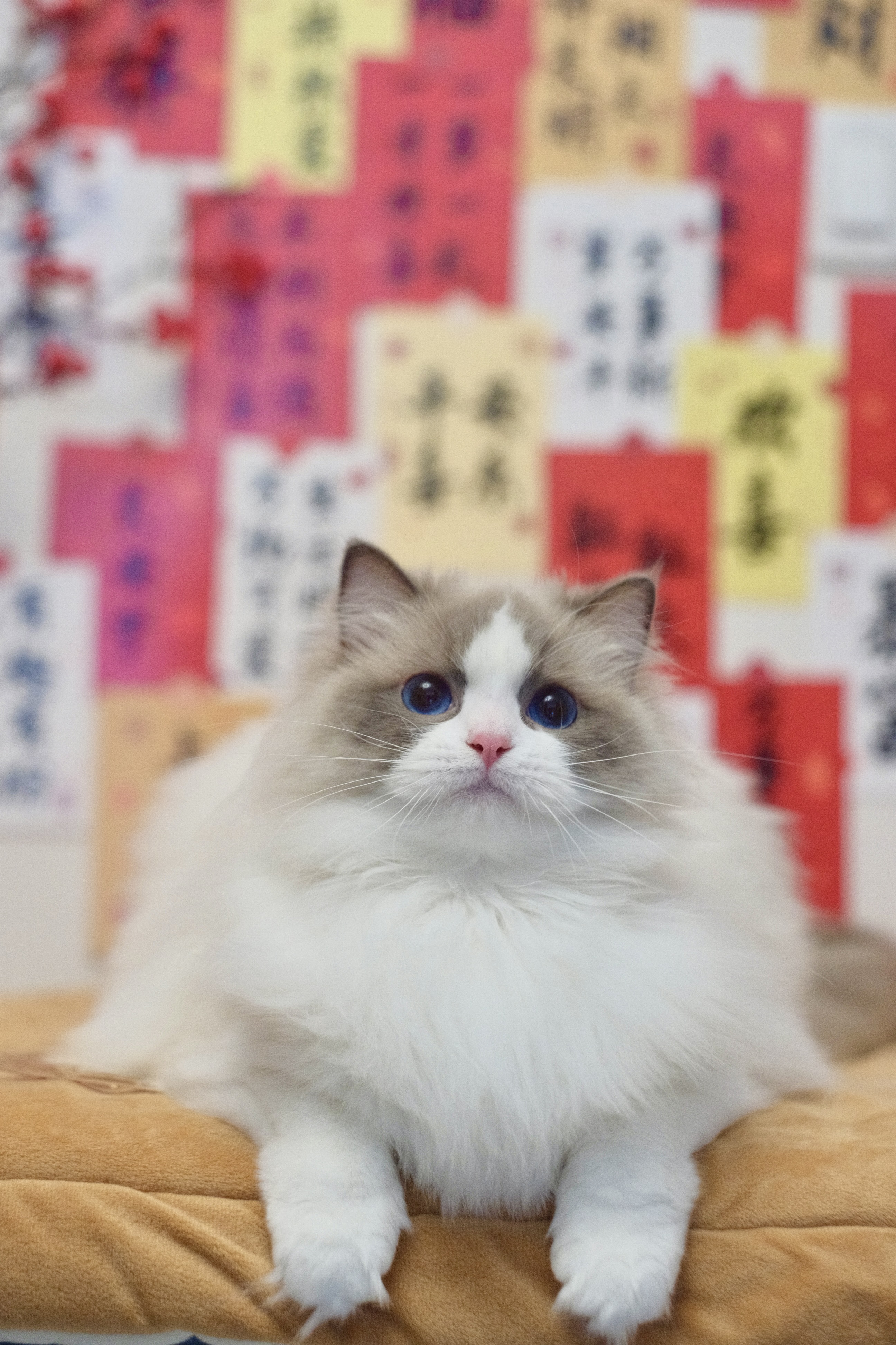 胖头鱼
