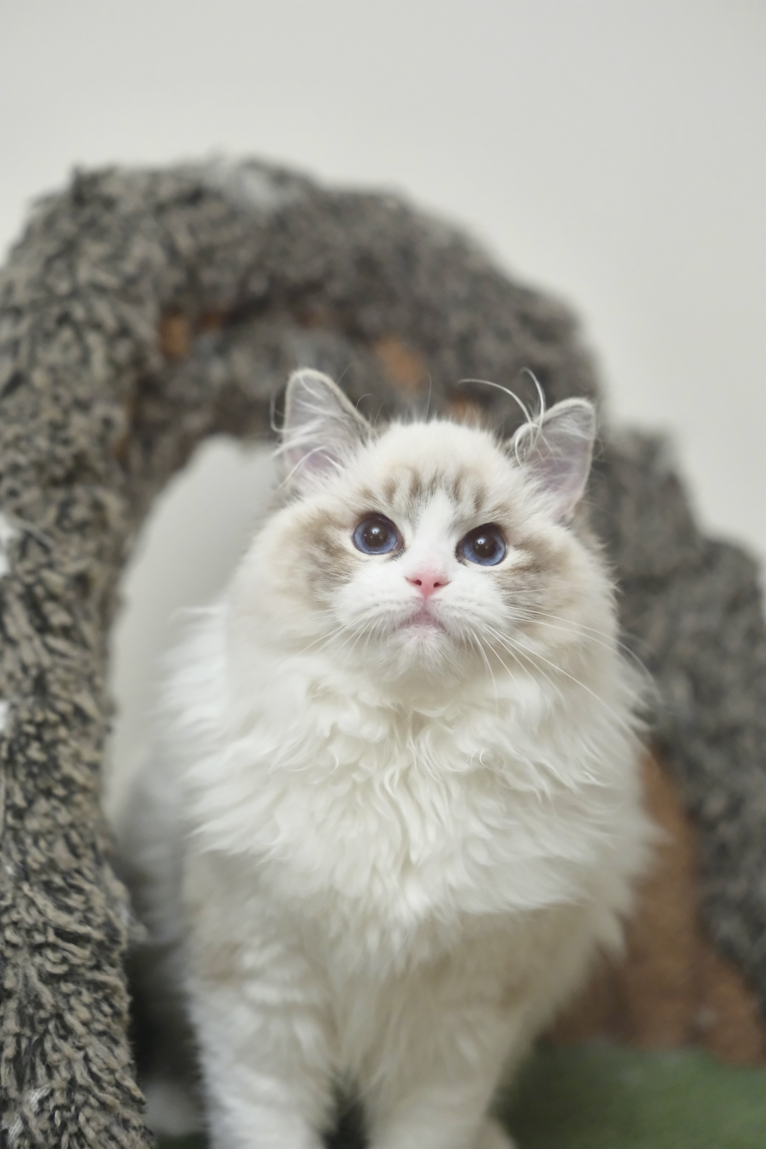 奇宝（秋水黑）