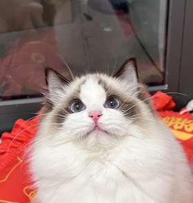 鹿鹿