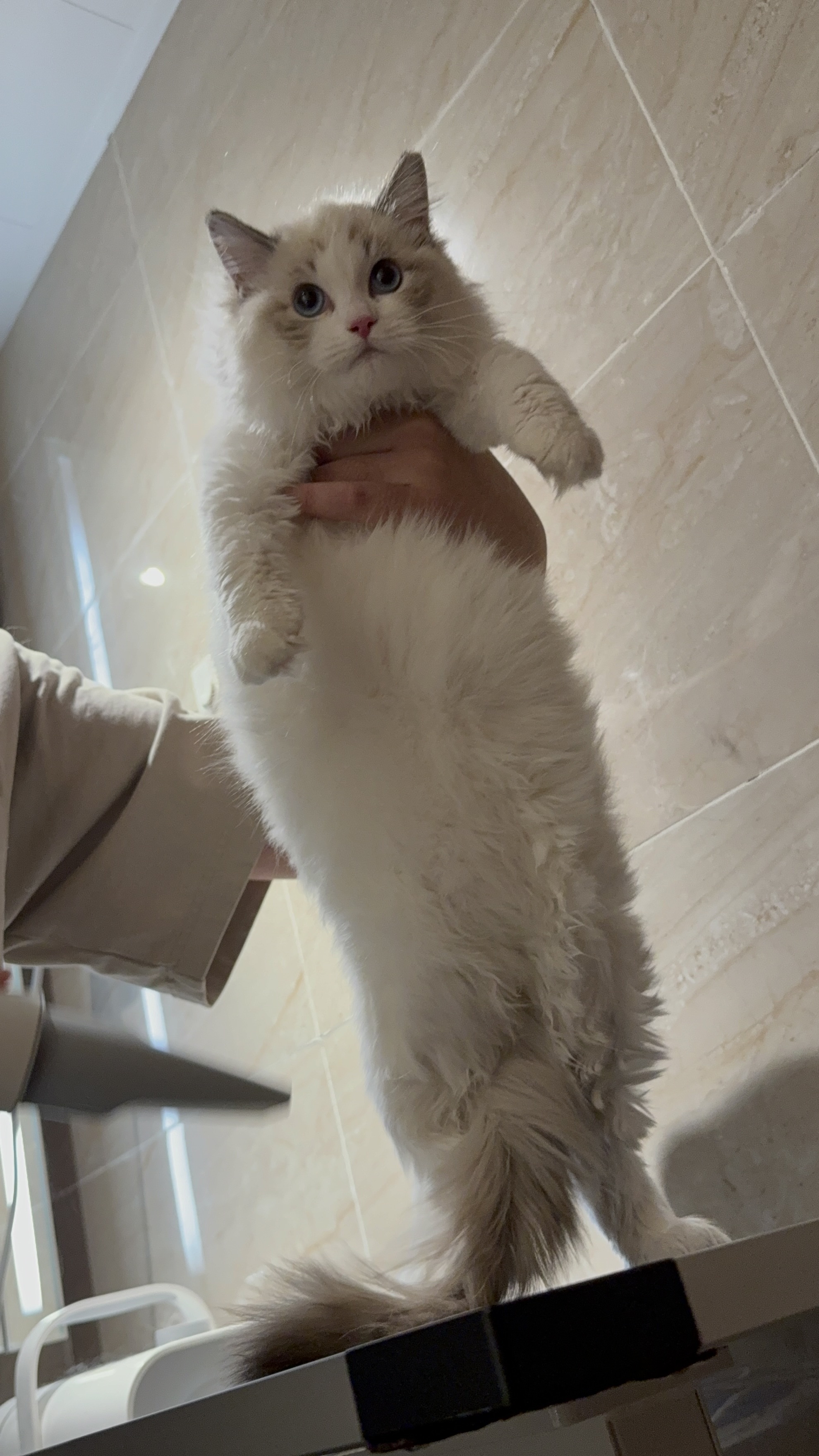 吹毛还可以诶