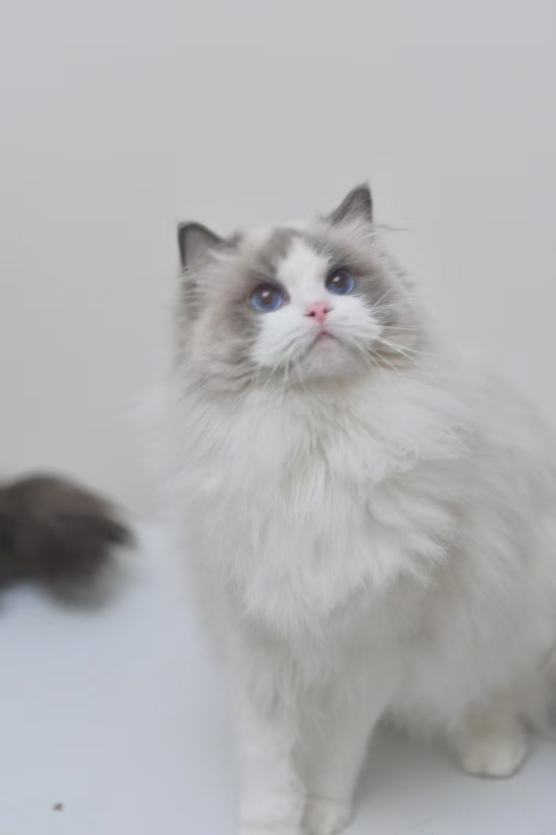 小贴贴