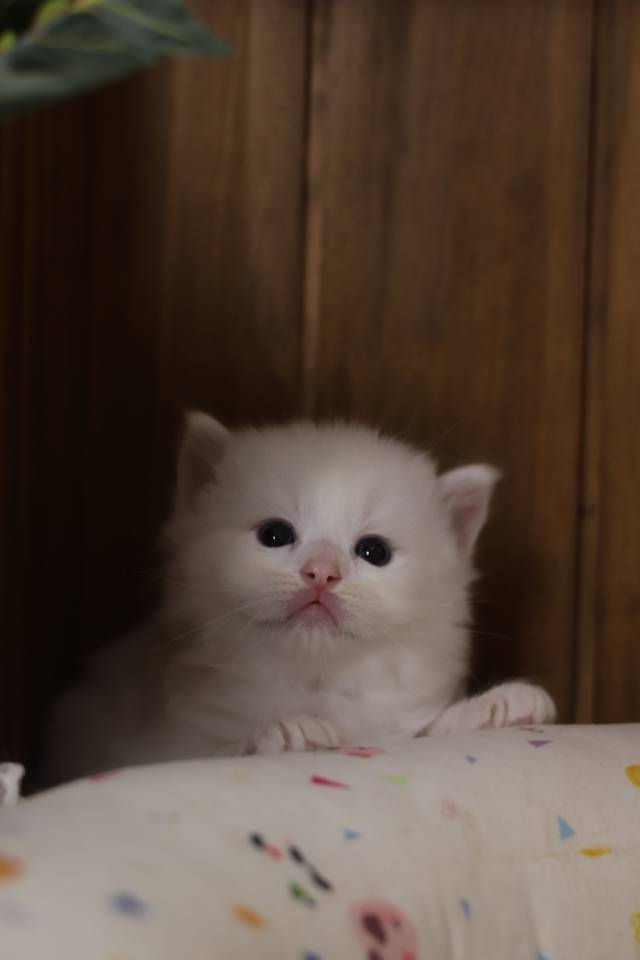 枣泥 6