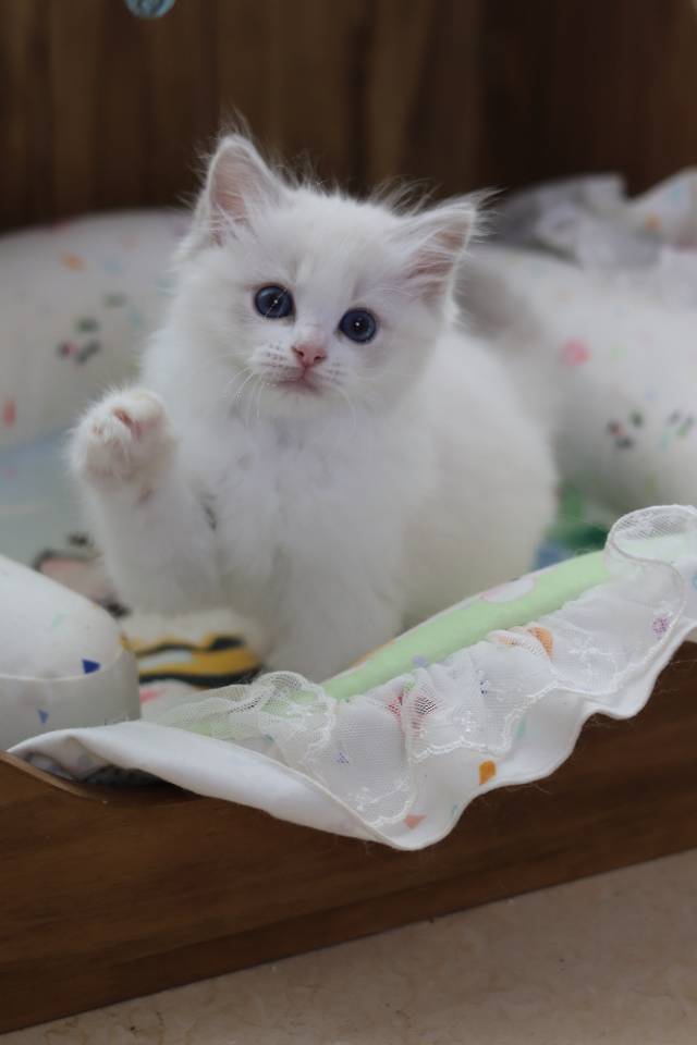 豆蔻