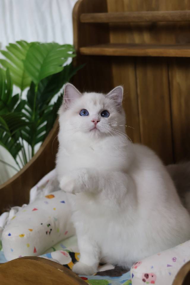 麦满分