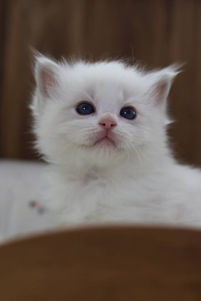 豆蔻 照片 8