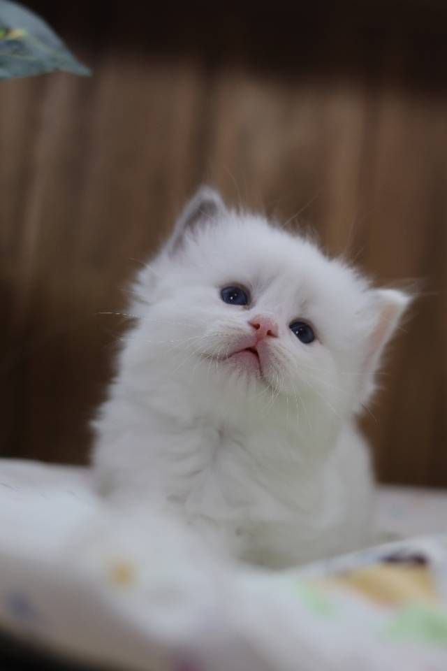 莲蓉 6