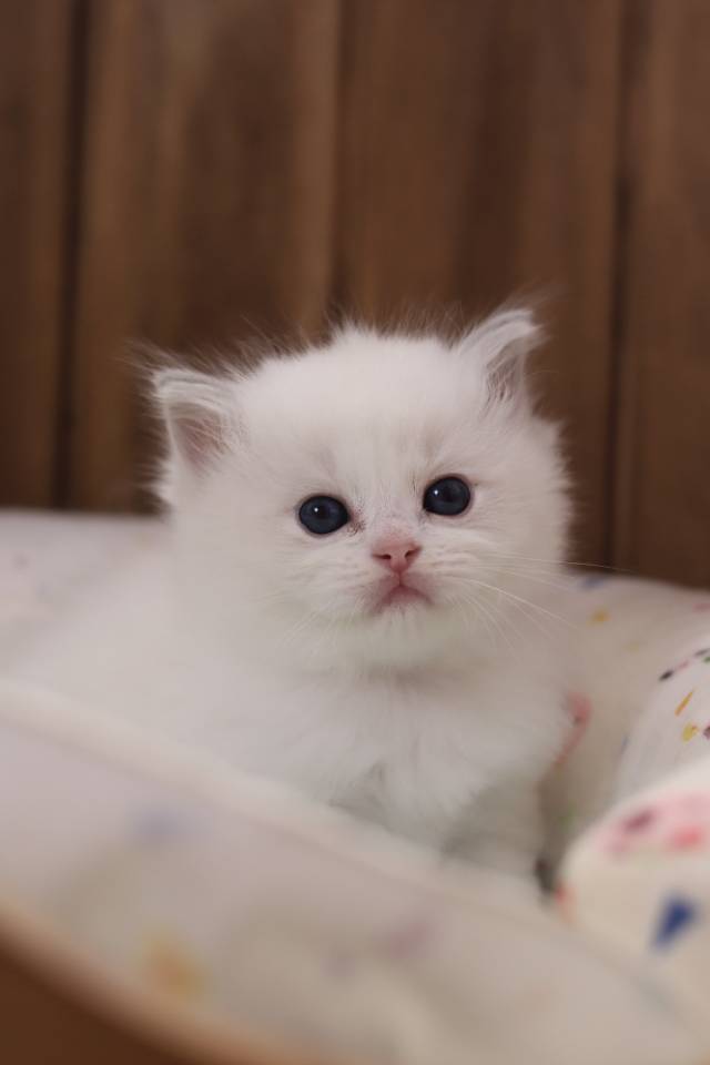 连翘 照片 8
