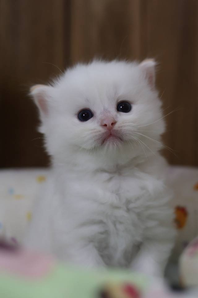 奶黄