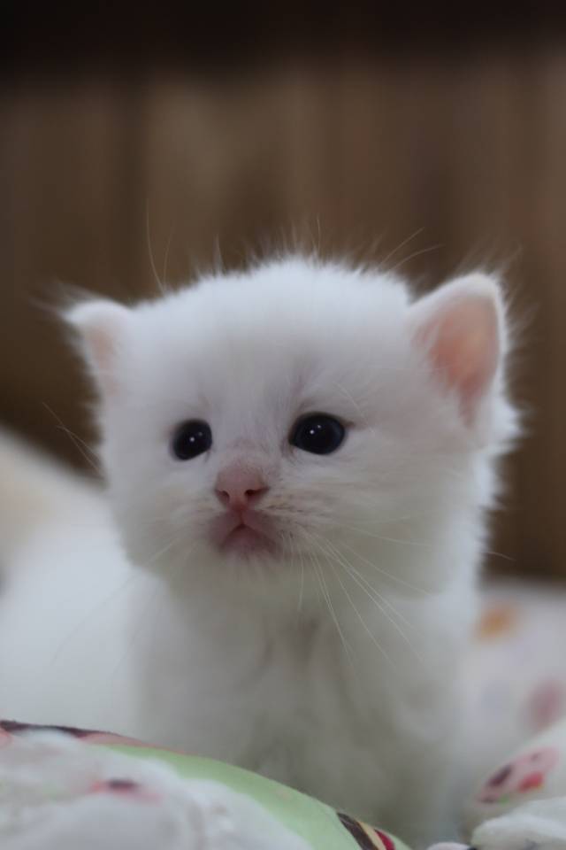 枣泥 5
