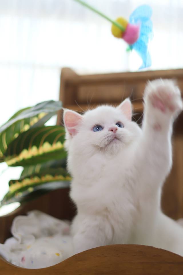 昭昭