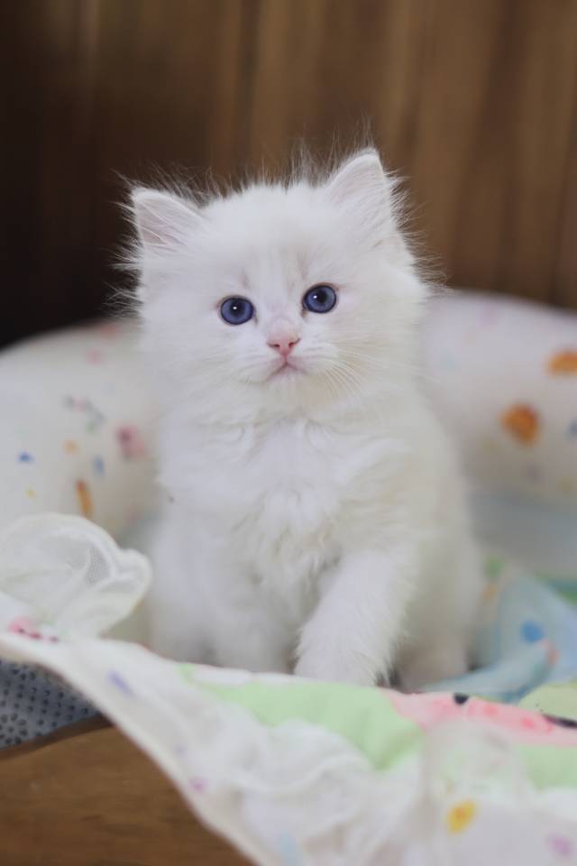 芋泥