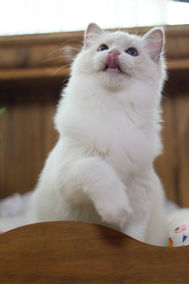 绿瑶 照片 1