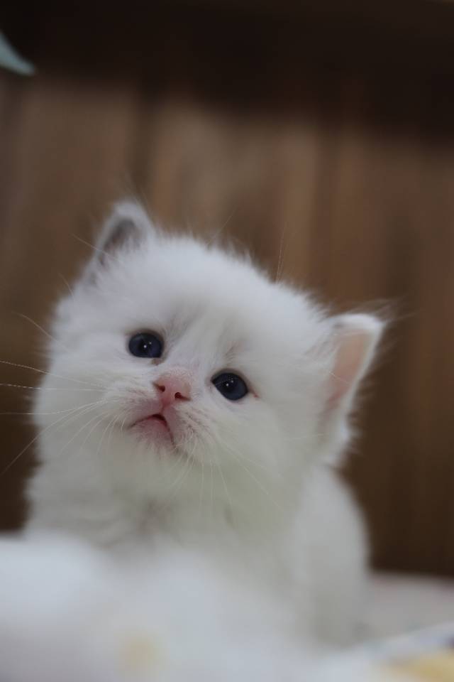 莲蓉