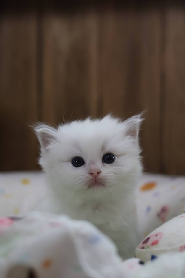 豆沙
