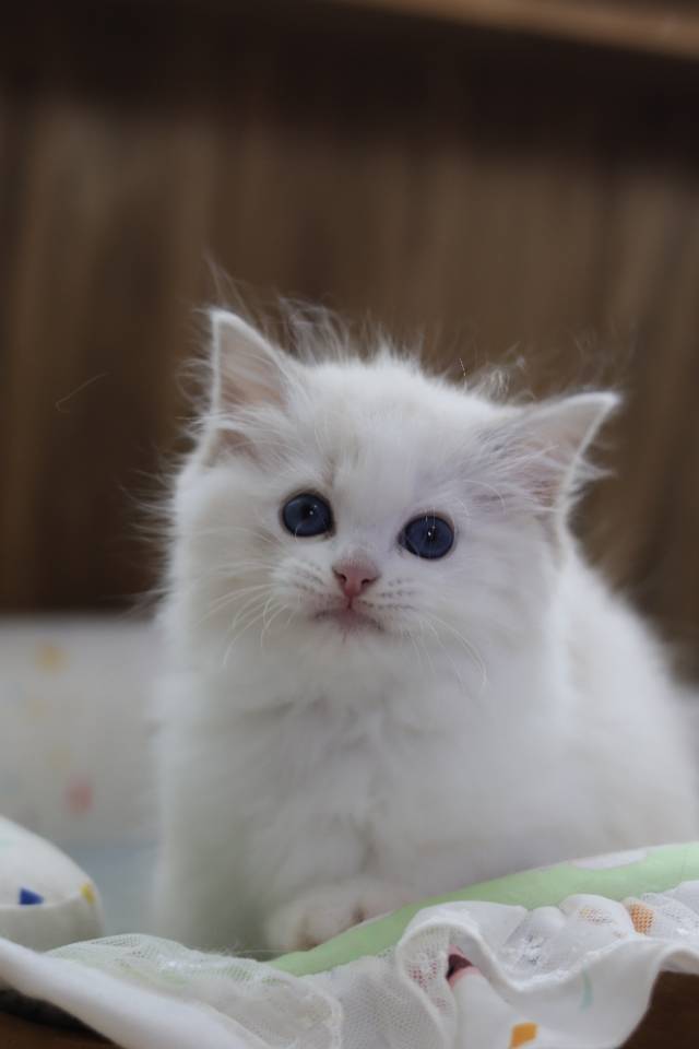 霍香 照片 3