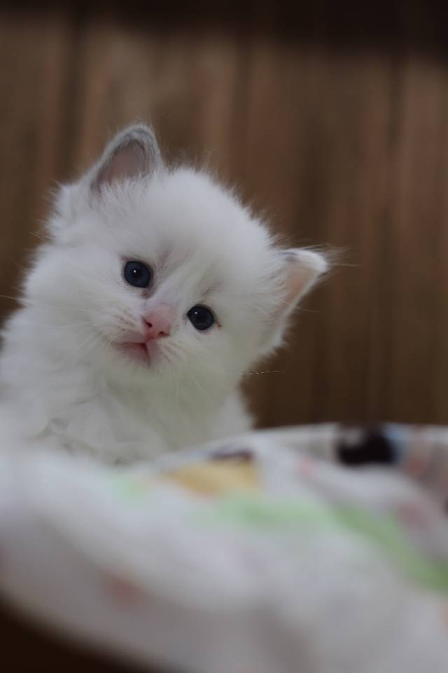 莲蓉 5