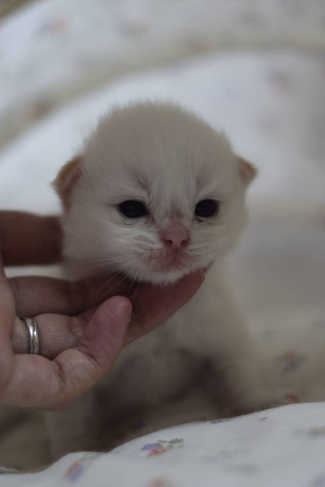 奶黄 7
