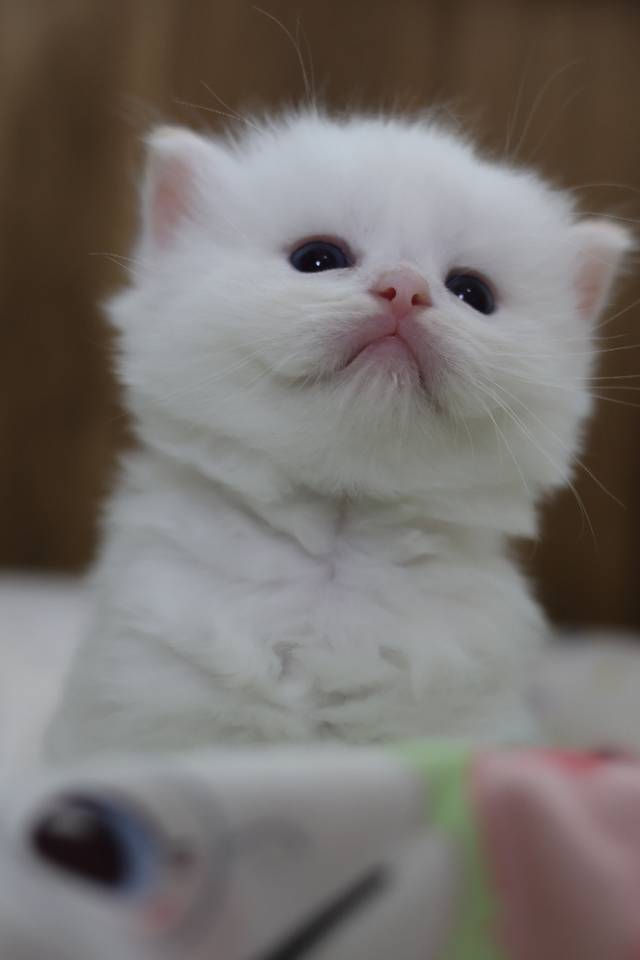 奶黄 6
