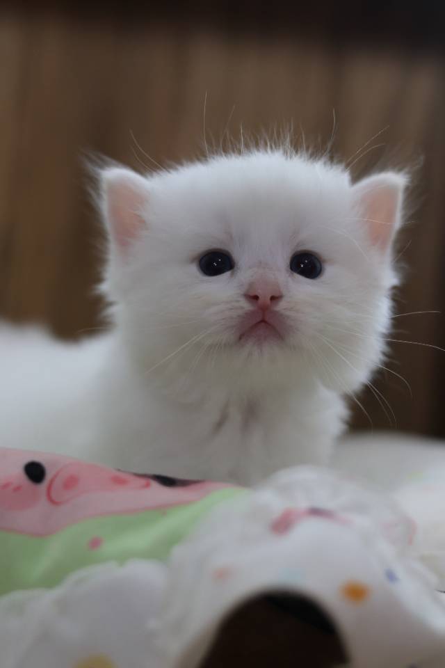 枣泥