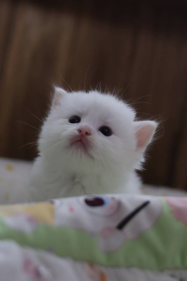 枣泥 2