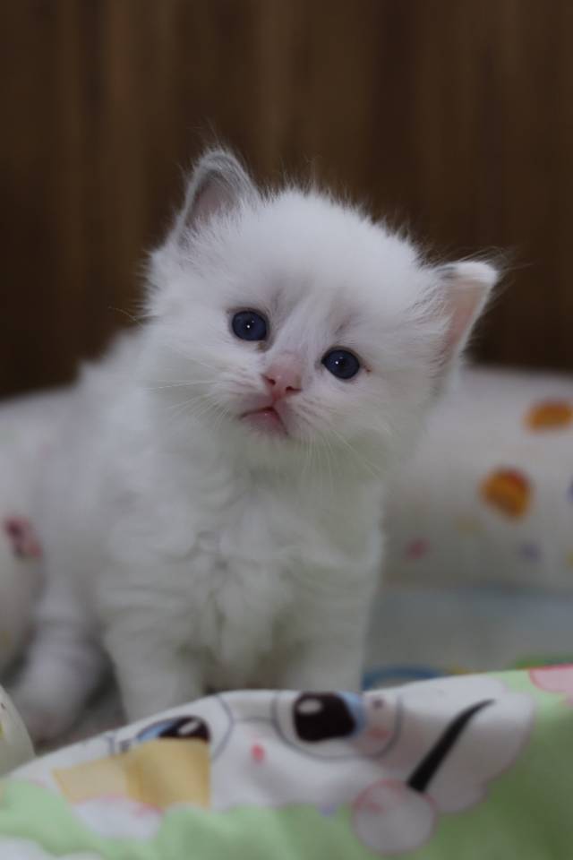 莲蓉 2