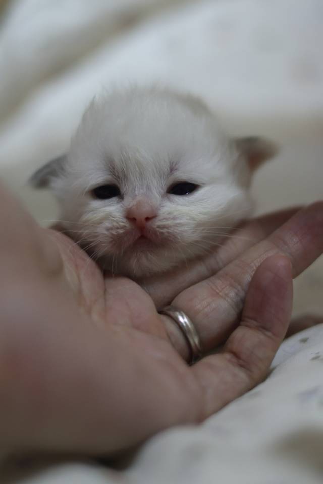 莲蓉 8
