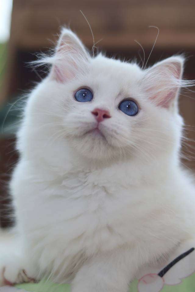 连翘 3