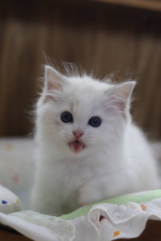 霍香 照片 2