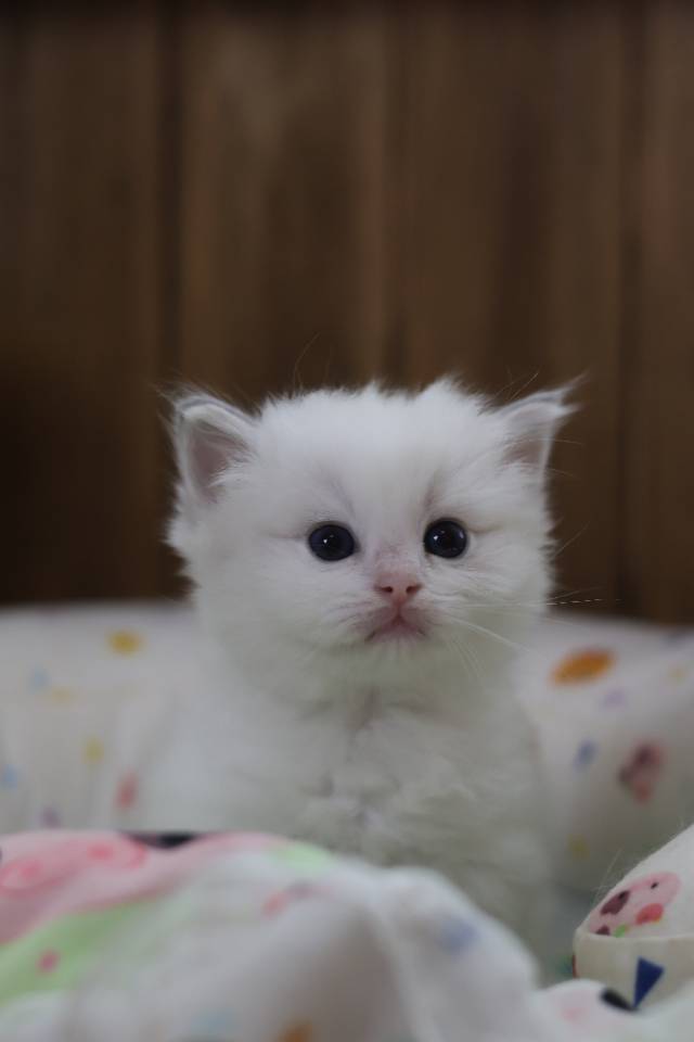 豆沙 7