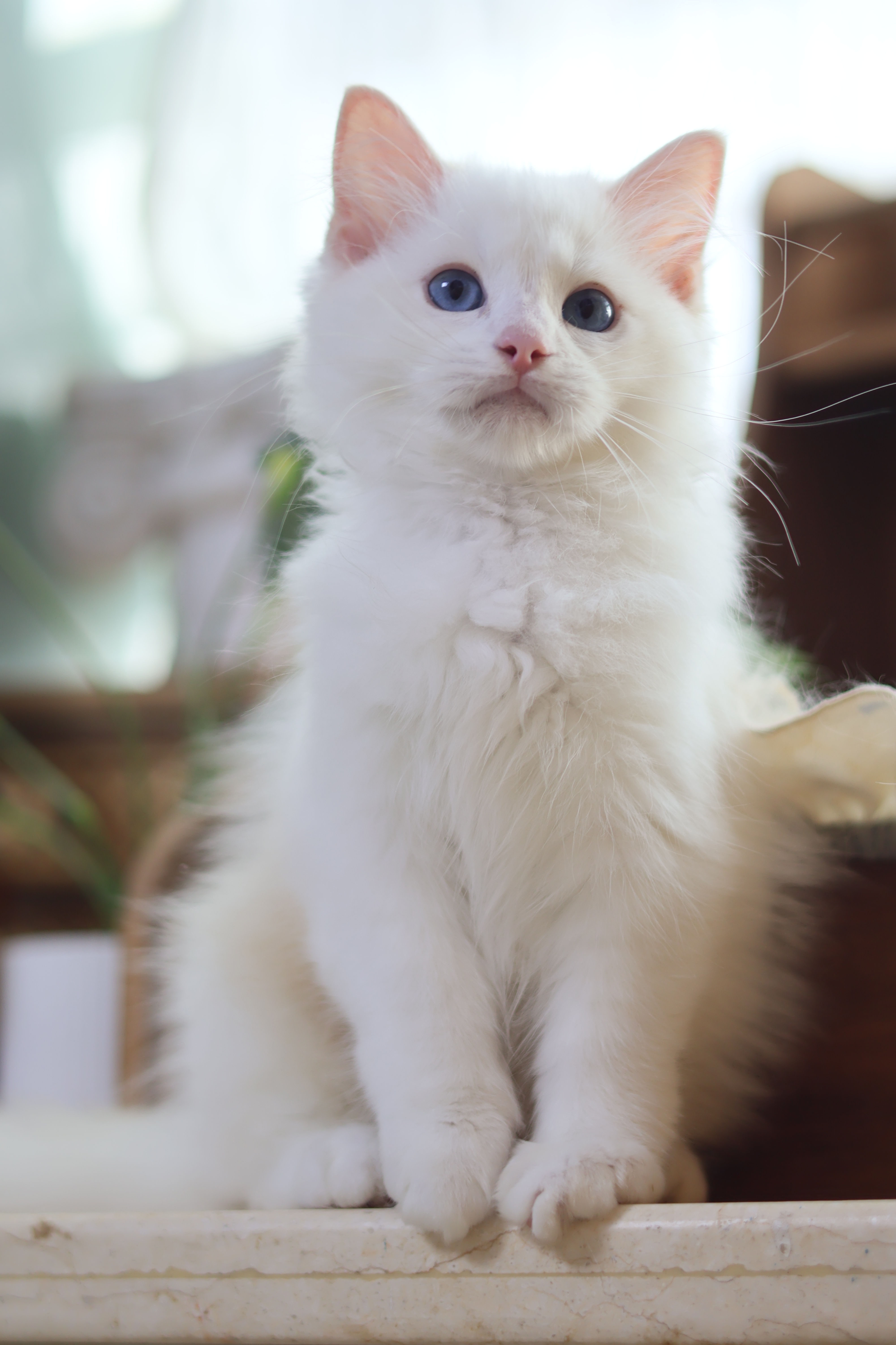 奶黄