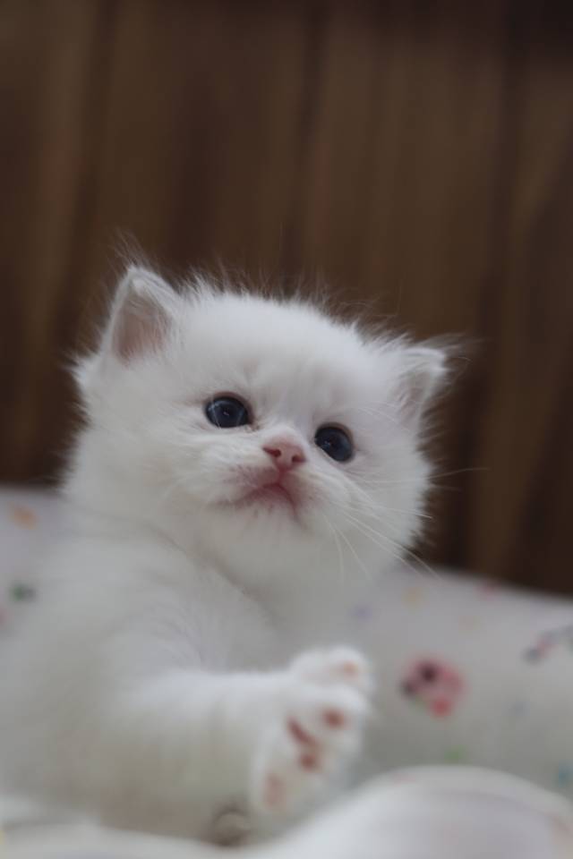 连翘 照片 6