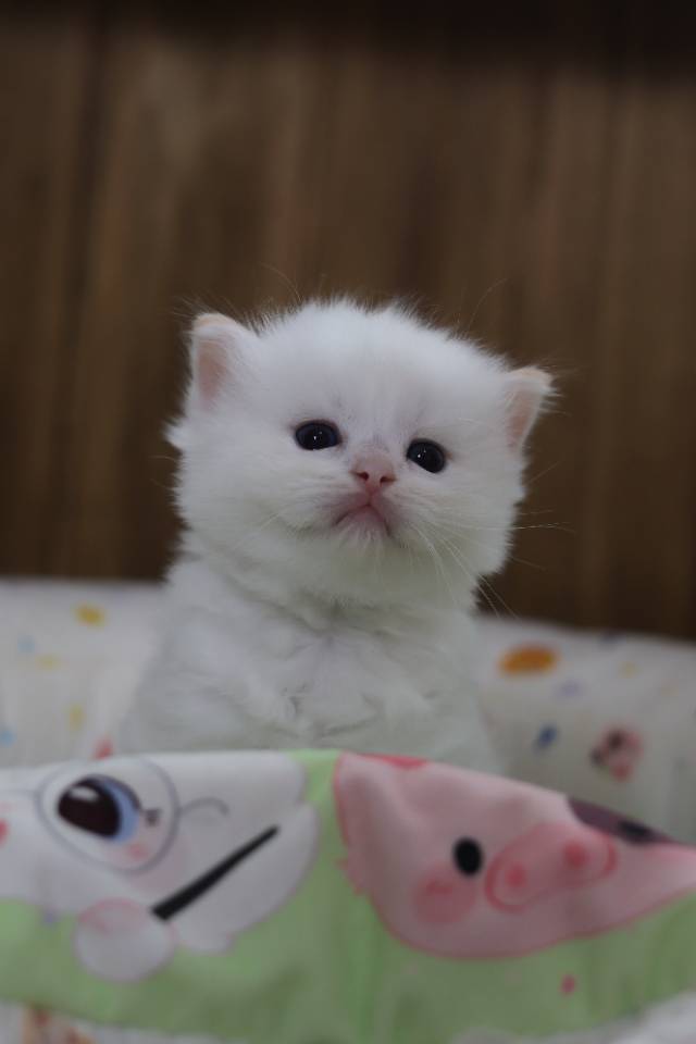 奶黄 5