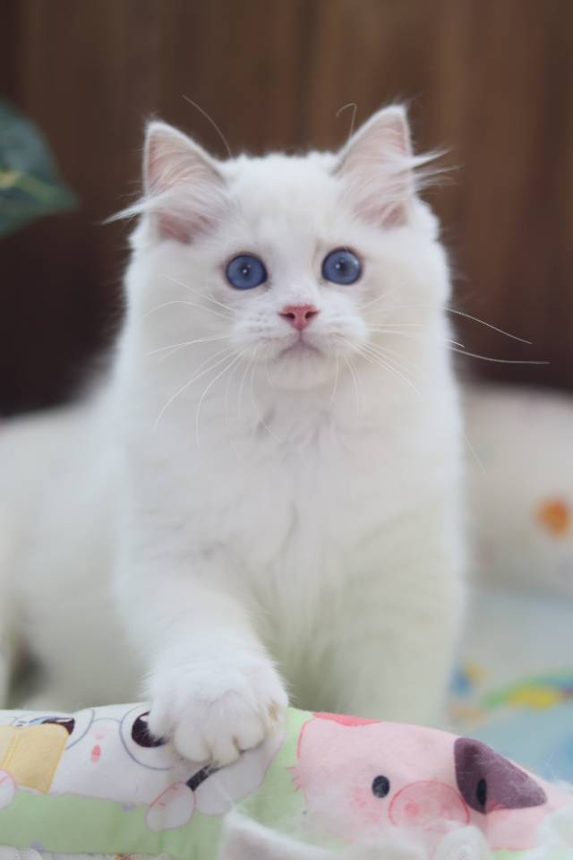 连翘 4