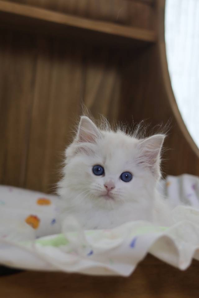 霍香 照片 4