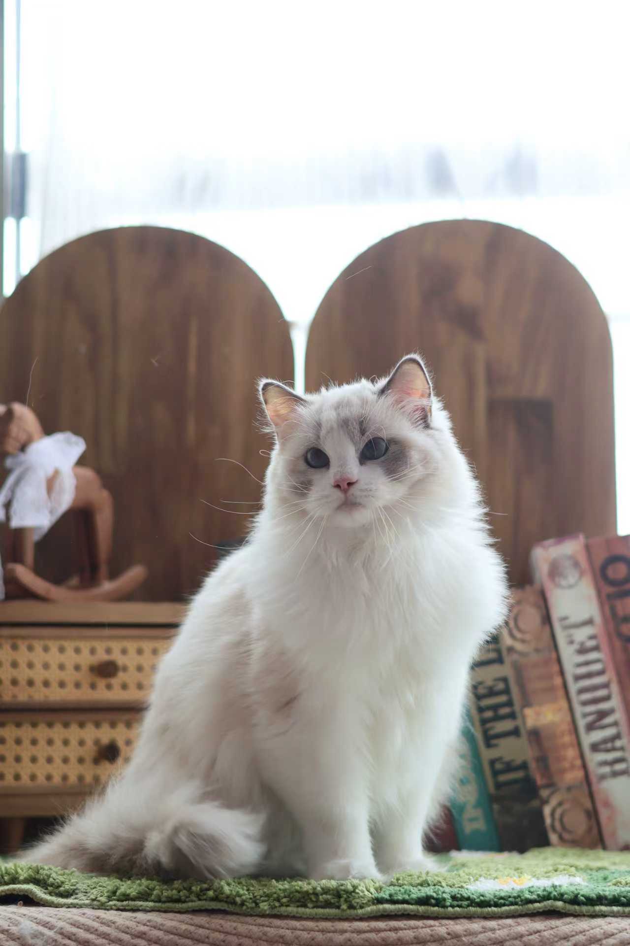 KIKIKO稀有色布偶猫舍