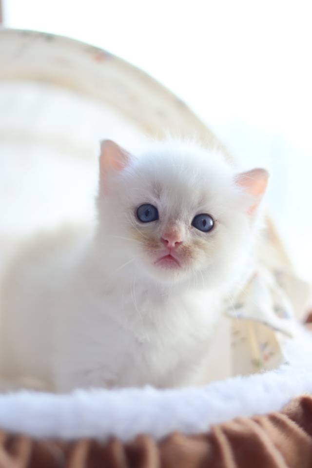 松月 6