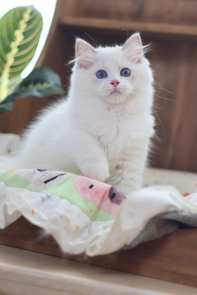 连翘 2