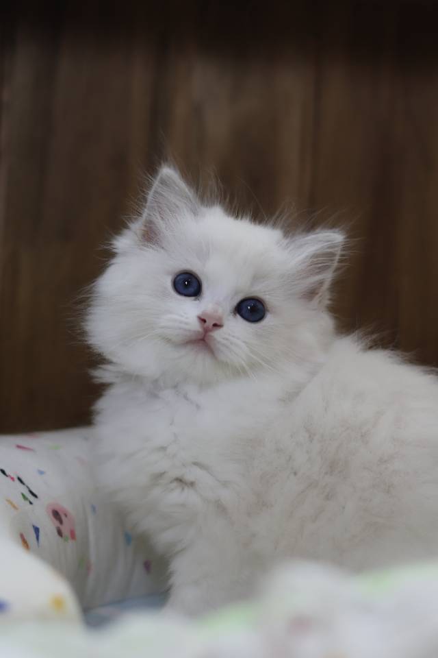连翘