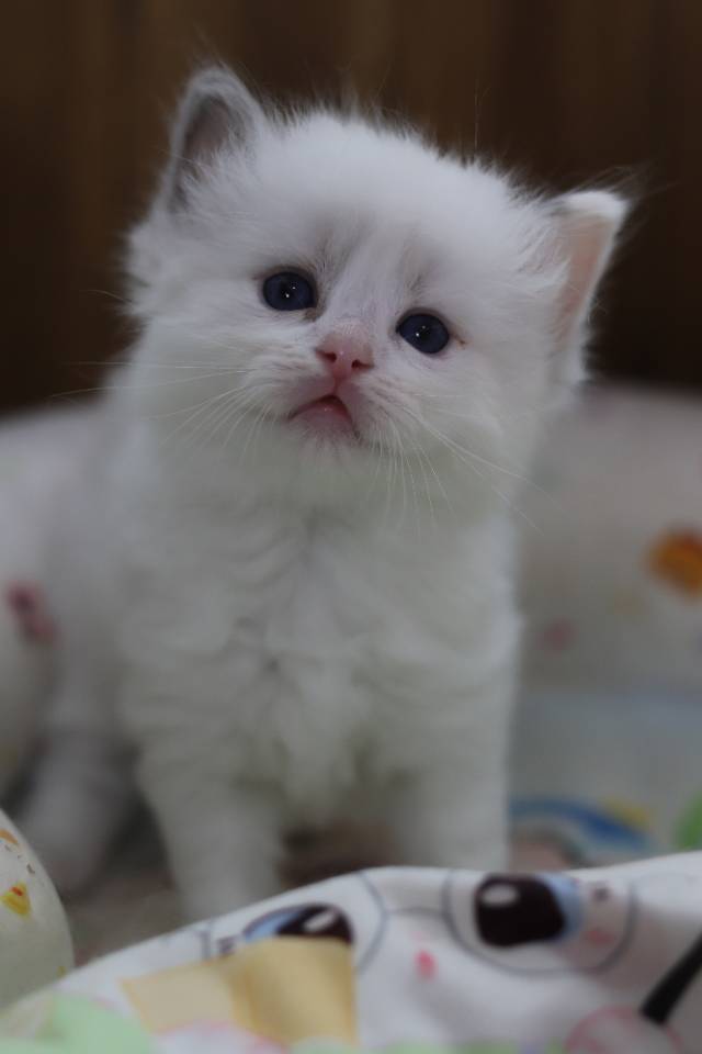 莲蓉