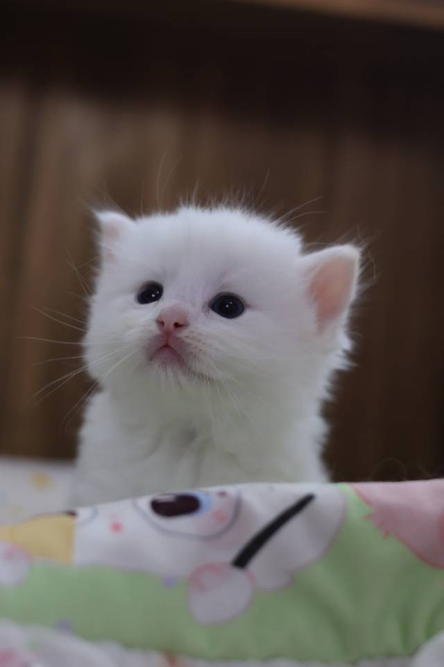 枣泥 3