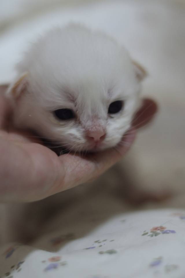 奶黄 8