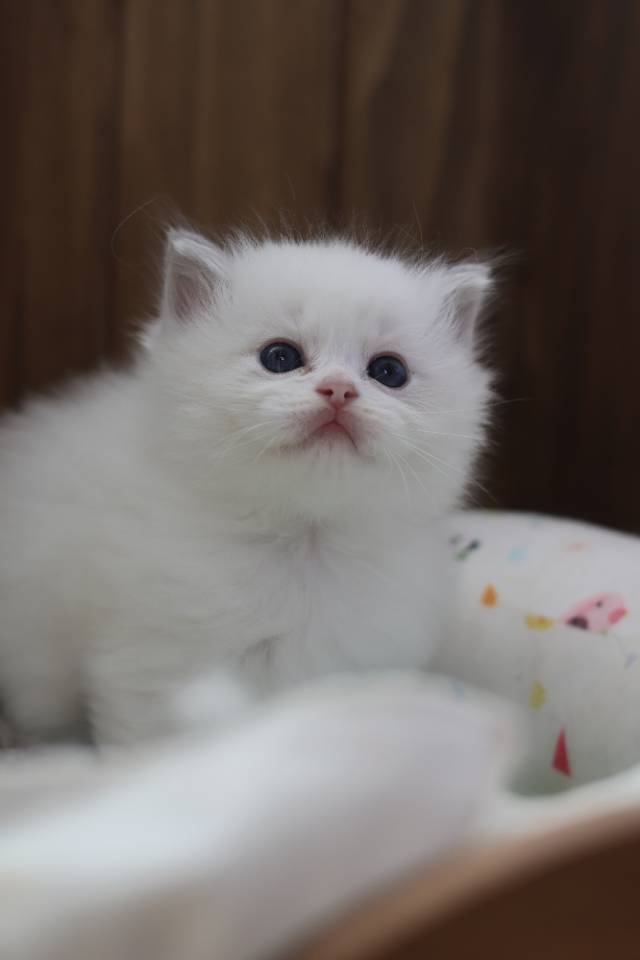 连翘 照片 7