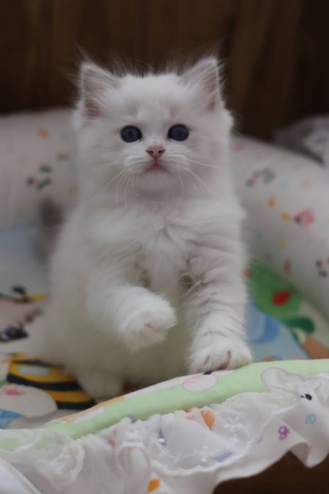 连翘 照片 3