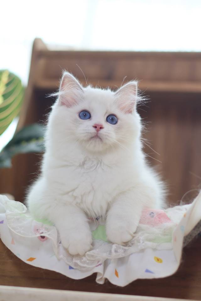 连翘