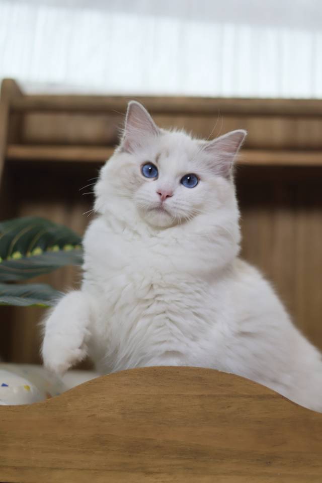 霍香