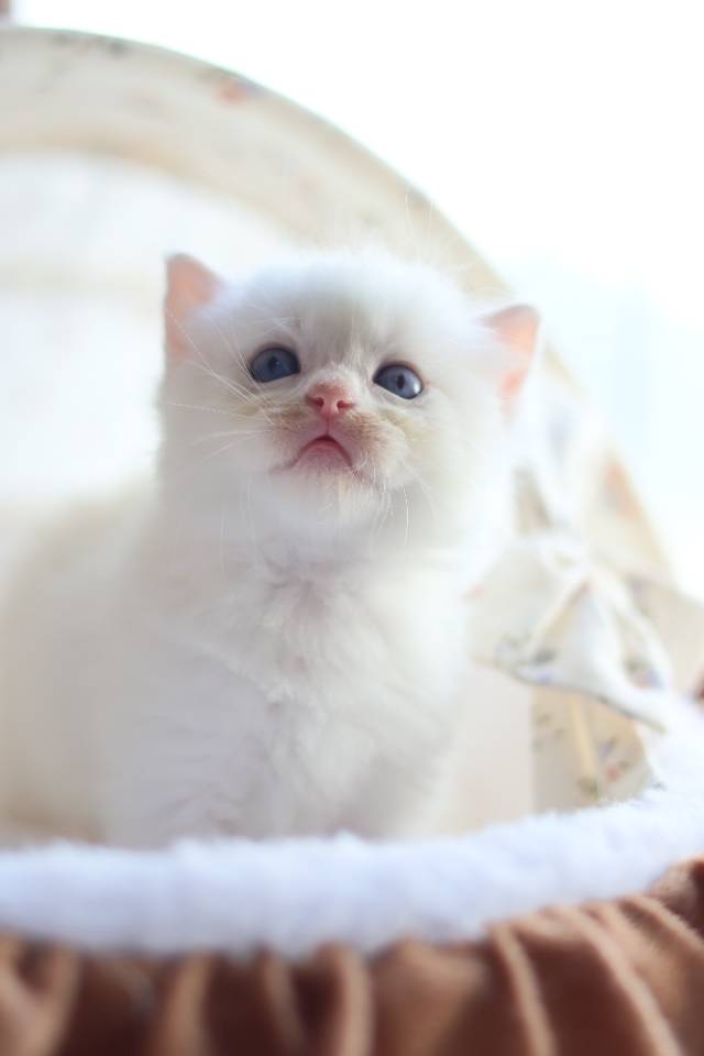 松月 8