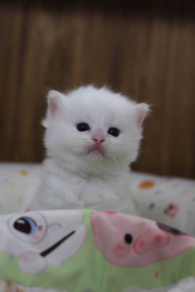 奶黄 4